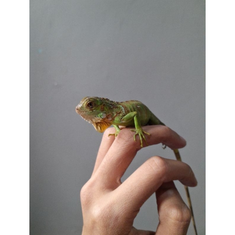 BABY IGUANA RED