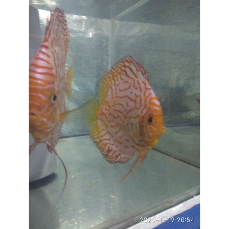 Hiasan Akuarium Discus Anakan / Rayakan Pigeon Checkerboard