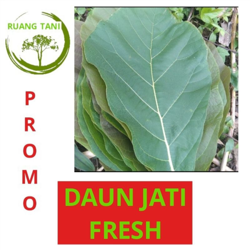 

20 LEMBAR DAUN JATI FRESH TERMURAH
