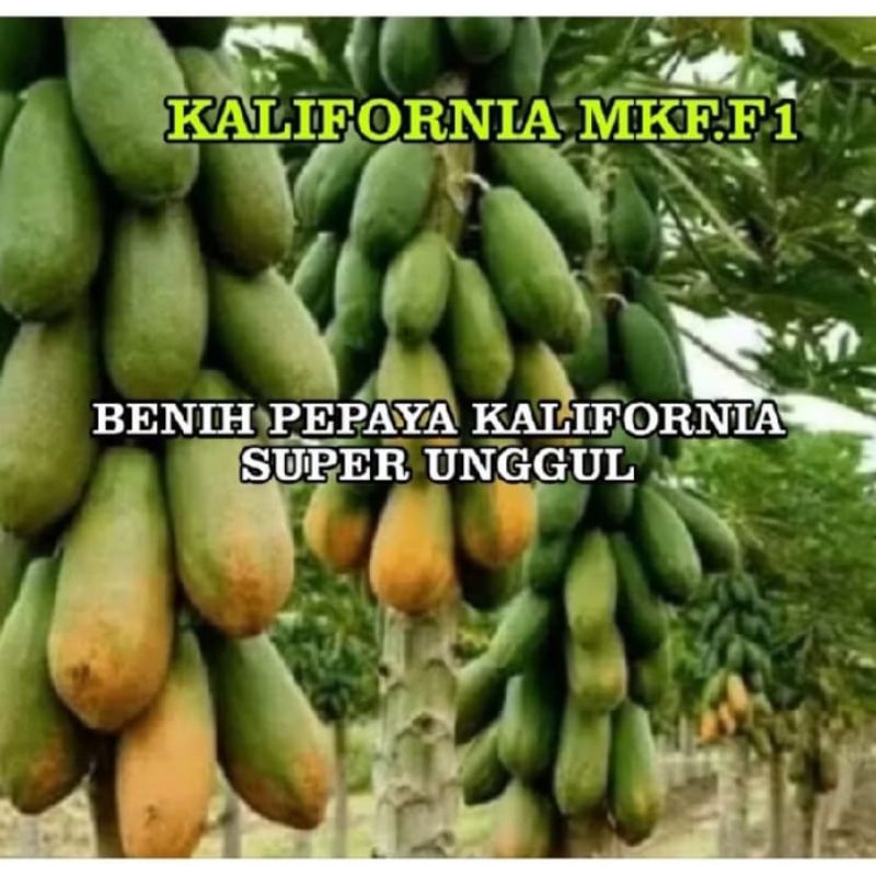 benih pepaya california MKF.F1