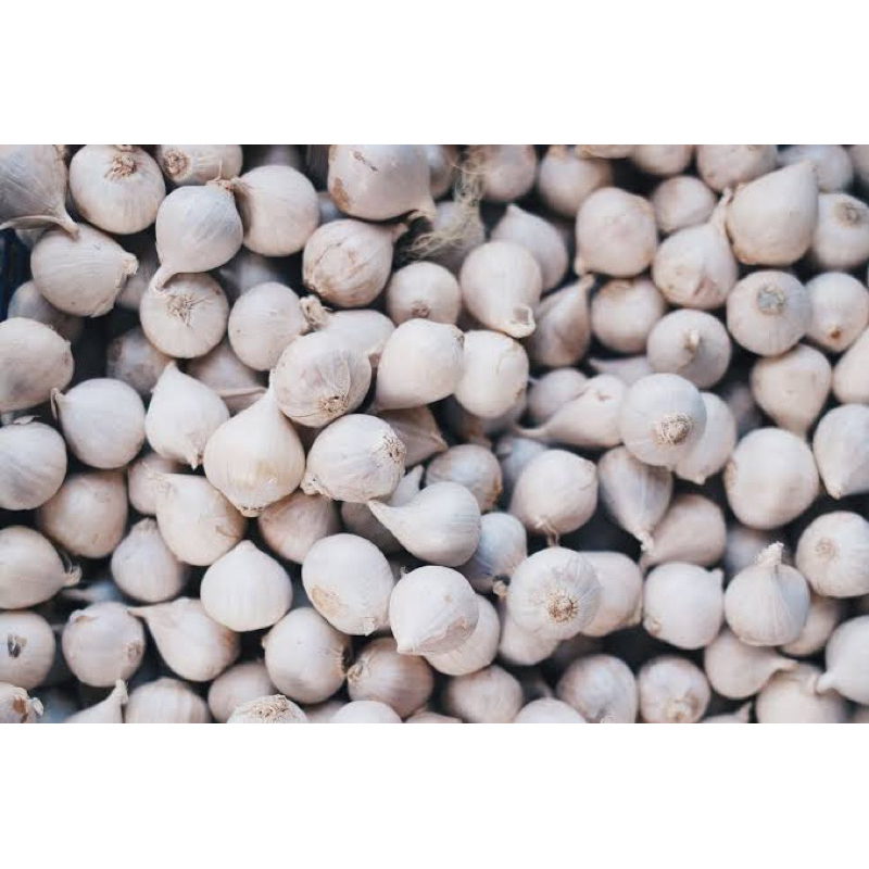 

Bawang putih tunggal 250g / bawang lanang import / garlic