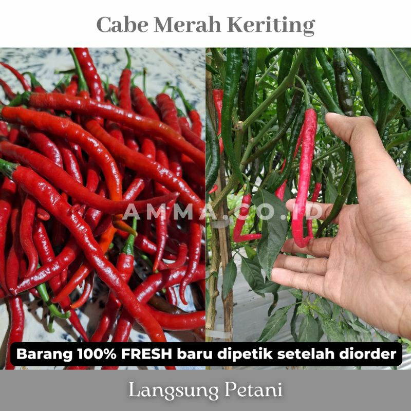 

Cabe Merah Keriting Fresh Kebun Sendiri (500 gram)