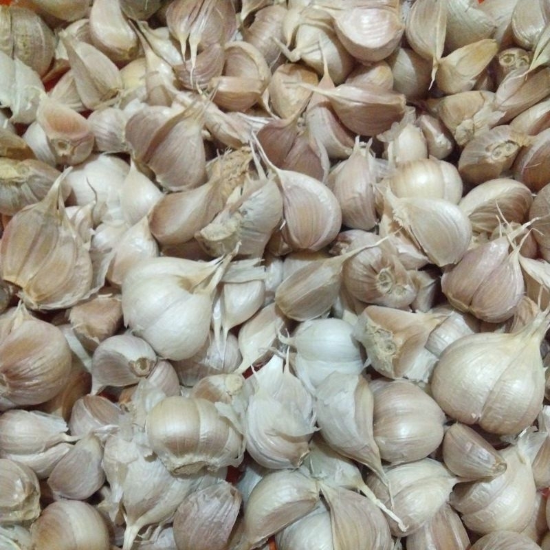 

bawang putih 1 kg