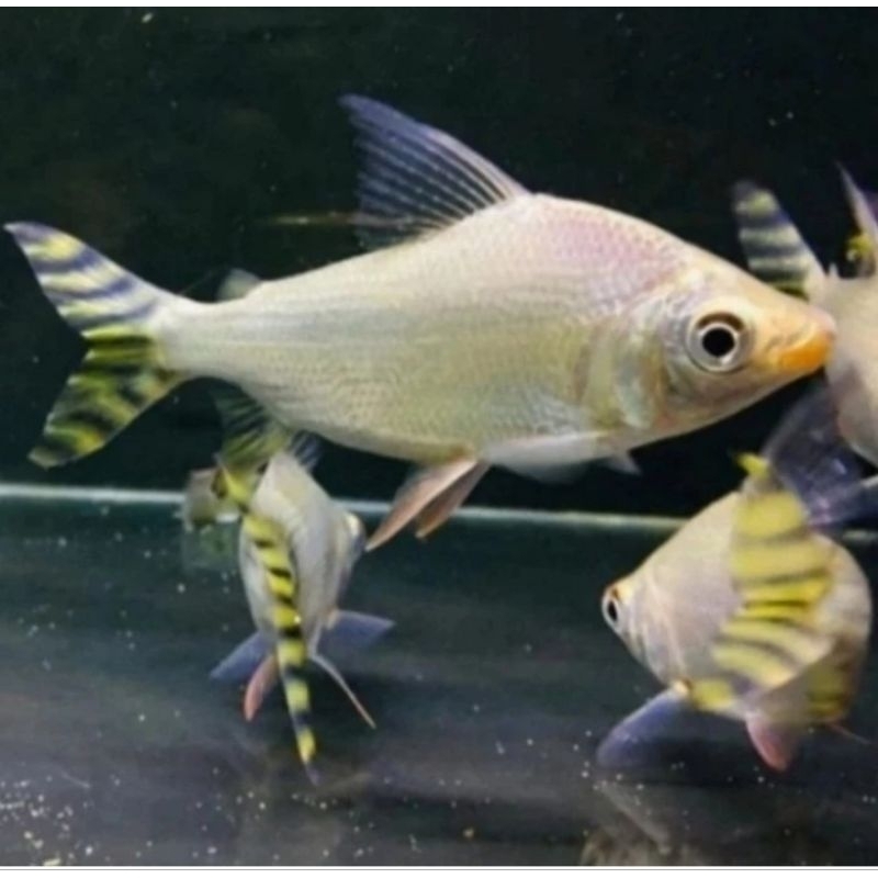 American Yellow Flagtail / Feifeng 18cm - Ikan Hiad Pembersih Lumut Algae Aquarium