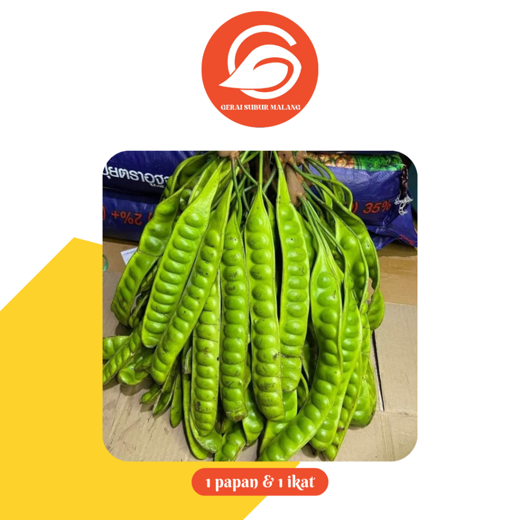 

Pete/petai super segar hiaju | per 1 papan