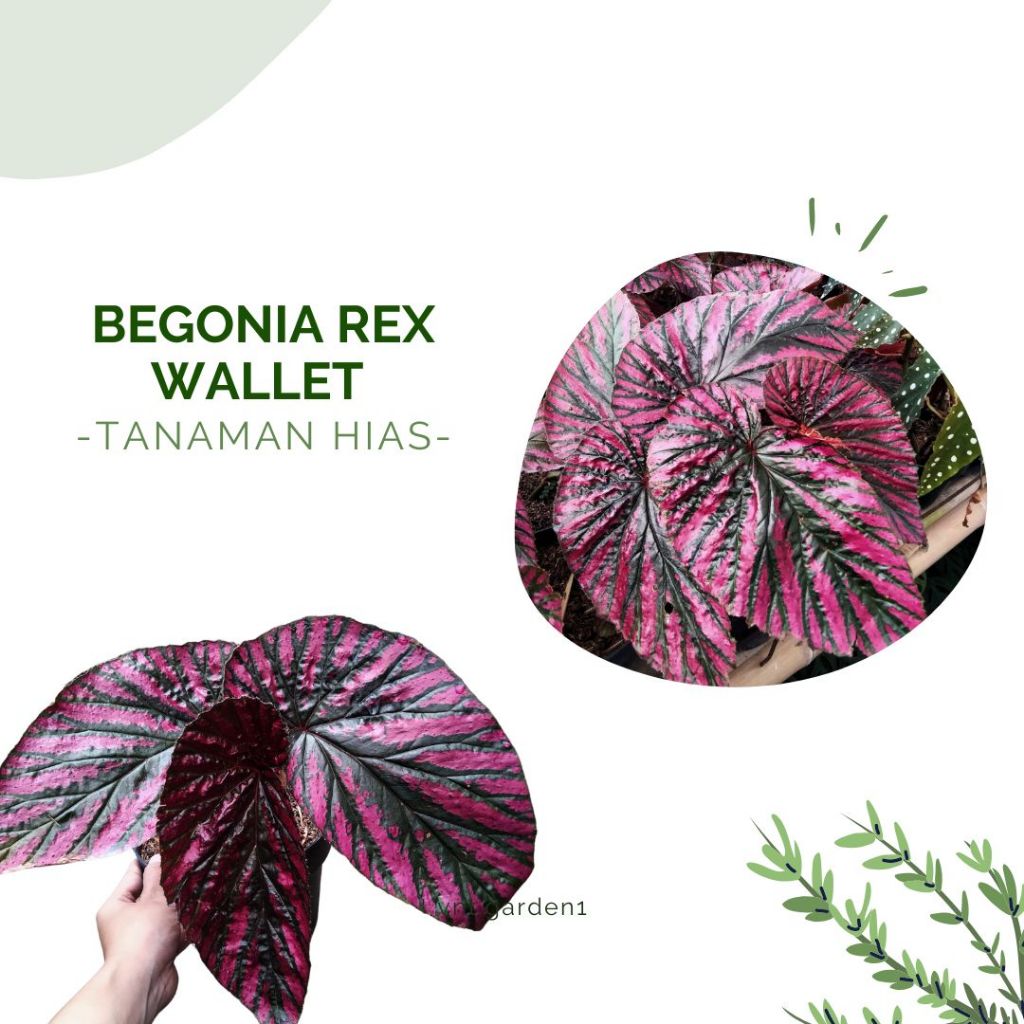 Tanaman Hias Bunga Begonia Rex Wallet - Begonia Rex Wallet - Tanaman Bunga Begonia