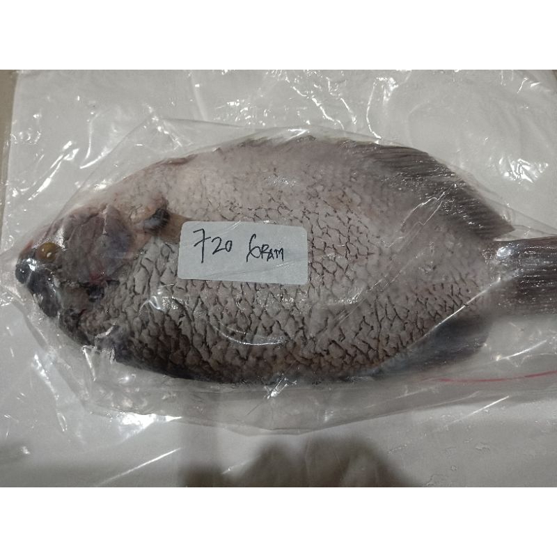 

IKAN GURAME 1 EKOR BERAT 7 ONS ONS