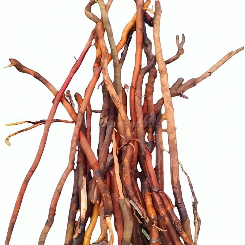 

Akar Pohon Kelapa Hijau segar 1kg/Akar Kelapa Hijau Obat Herbal