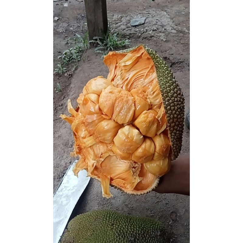 

buah campedak king murah manis mantap