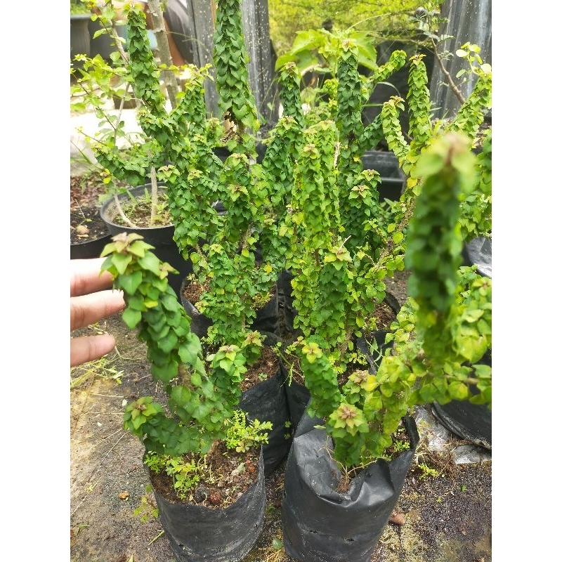 BIbit bonsai Wareng Bintang Micro Tanaman import