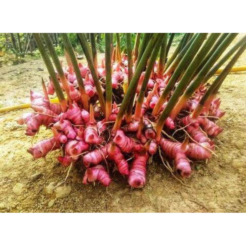 

lengkuas/laja merah Rp 1/2 kg