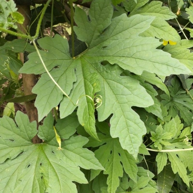 

Daun Pare segar 200 gram