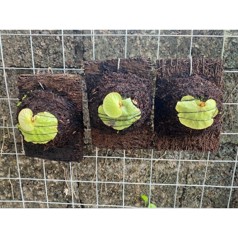 Platycerium Dawboy