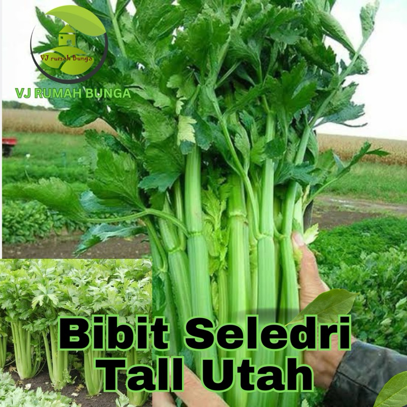 Benih Seledri batang besar Seledri Tall Utah