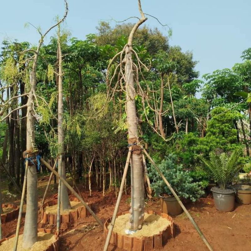 Pohon moringa atau pohon kelor afrika