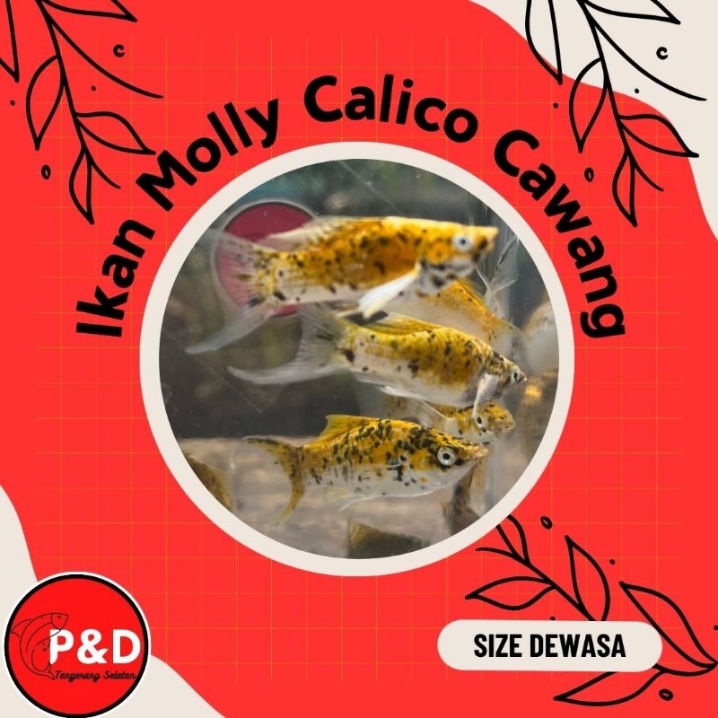 Ikan Molly Calico Cawang Lyretail | Molly TriColour Cawang Lyretail Hiasan Aquarium Aquascape