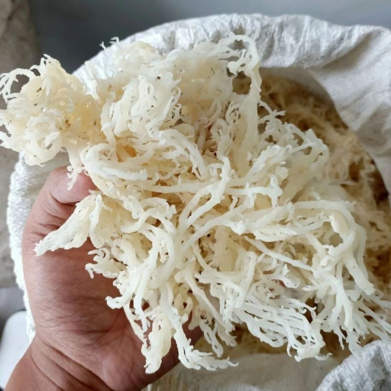 

1kg rumput laut spinusium - rumput laut campuran es