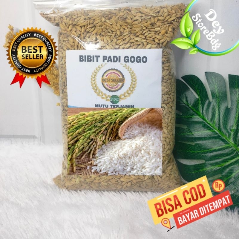 RB Padi Gogo darat bibit padi putih 500 grm