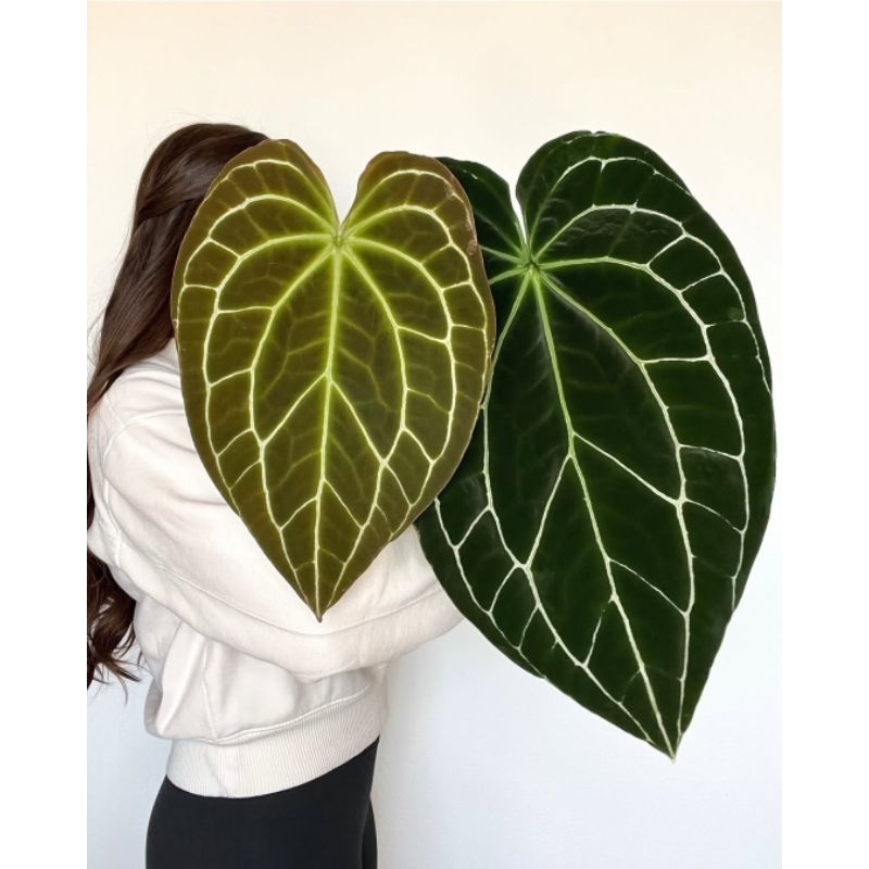 Anthurium Luxurian / Tanaman Hias Hidup