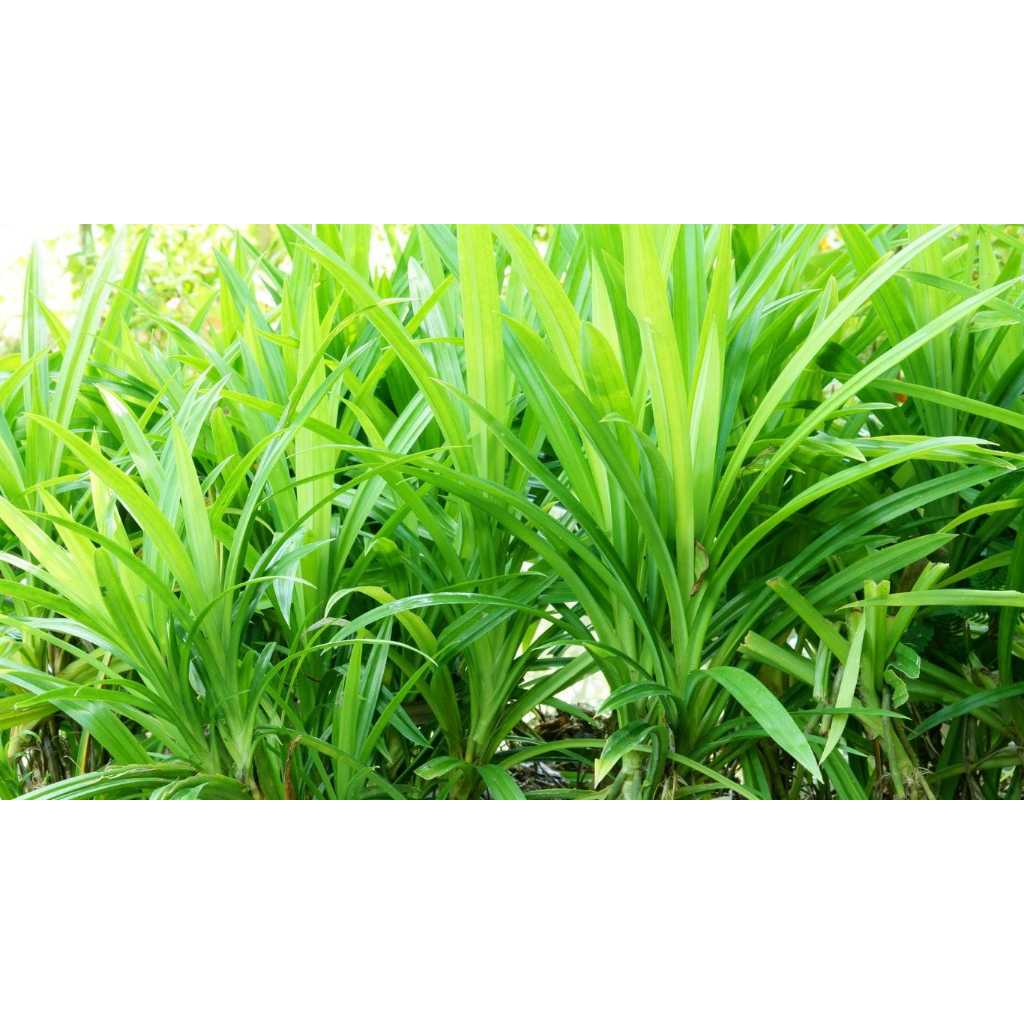 

DAUN PANDAN WANGI DAN SEGAR (1 LEMBAR)