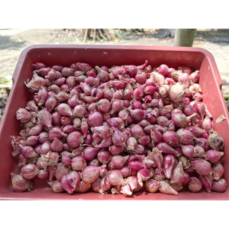 

Bawang merah lokal,berat 980 gr .