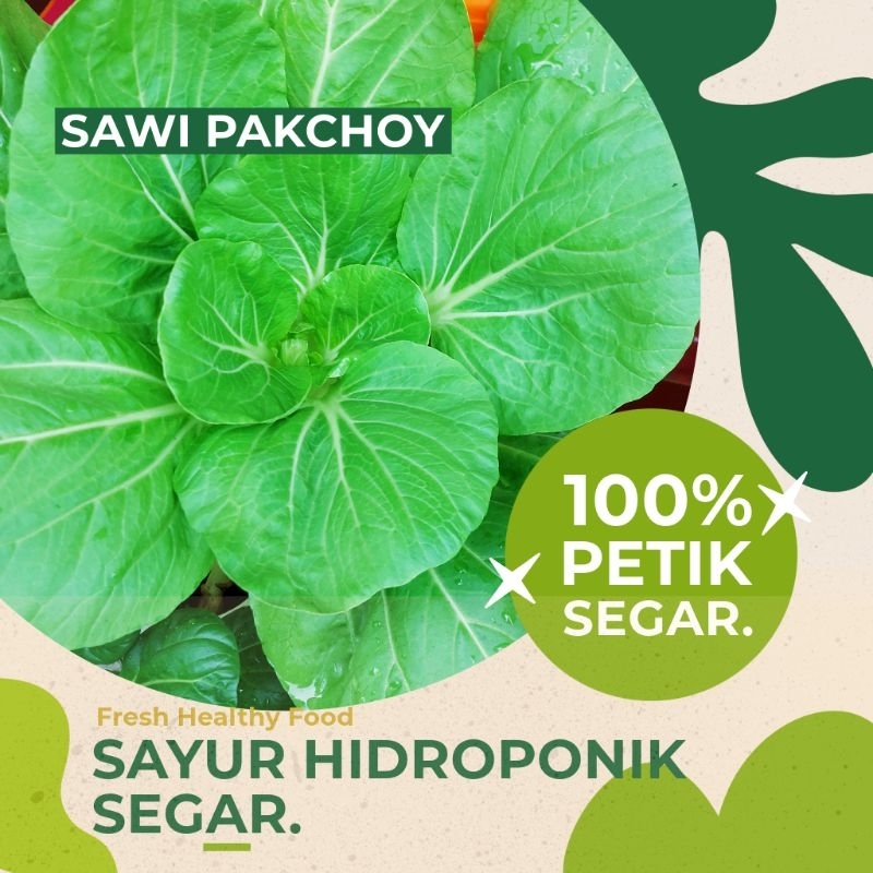 

SAWI PAKCHOY PAKCHOI HIDROPONIK SEGAR