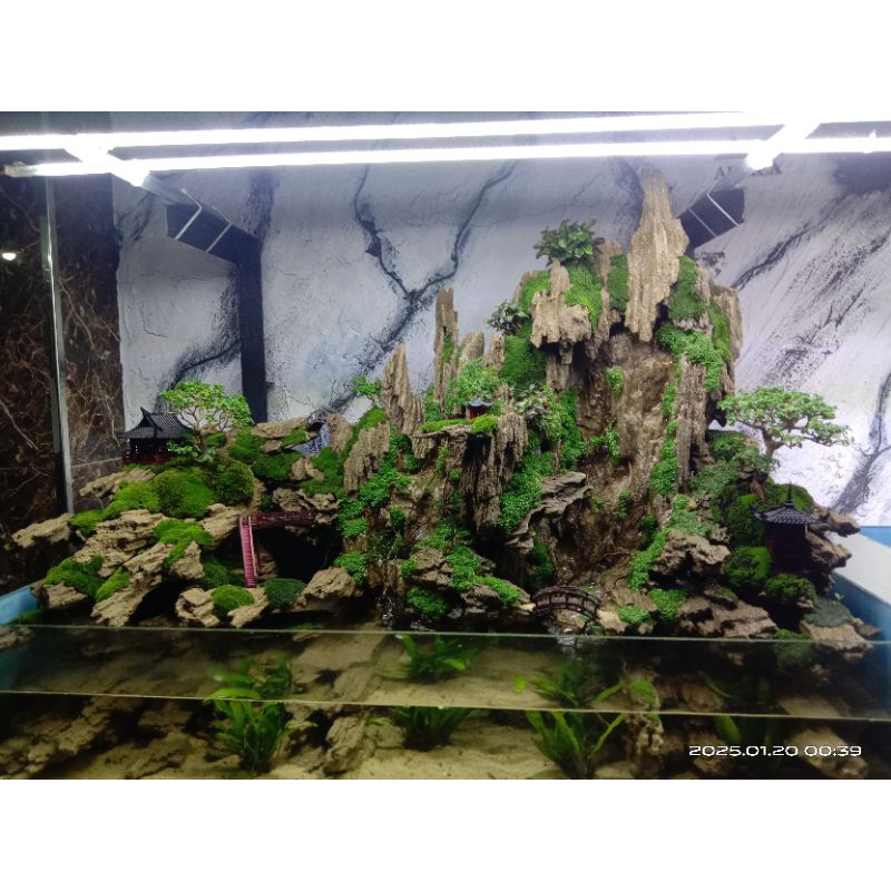 paludarium 90cm full set 01 #aquascape #paludarium #vivarium #terrarium