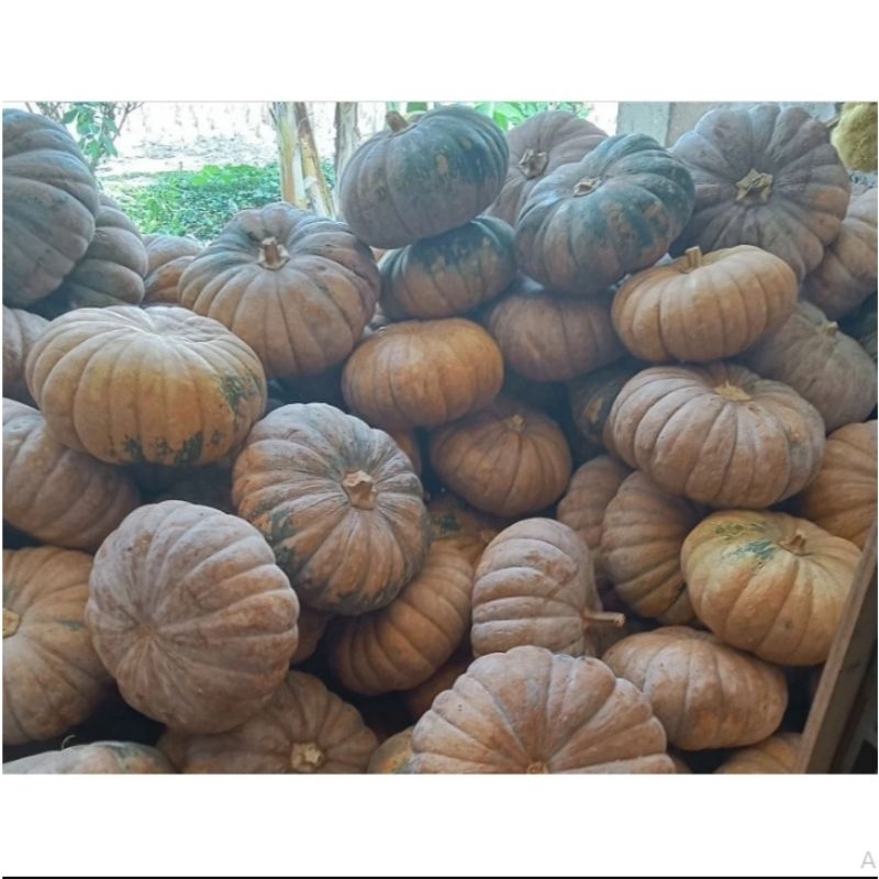 cod 150 biji benih bibit labu kuning pulen waloh kuning bibit