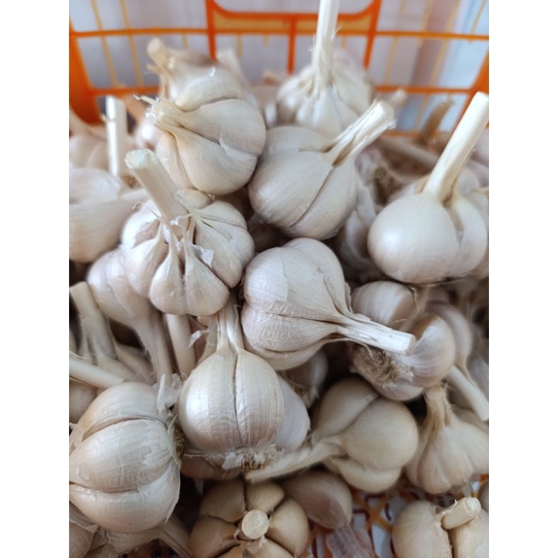 

Bawang Putih Kating Asli Jawa 500gram/ Bawang Putih Baput Murah Asli Petani Kualitas Terbaik