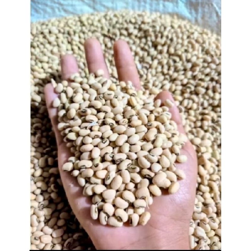 

1 kg kacang tolo super