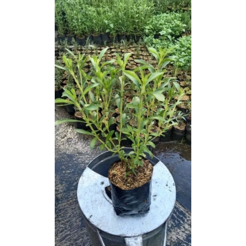 Tanaman Stevia Rimbun / Tanaman Herbal Stevia