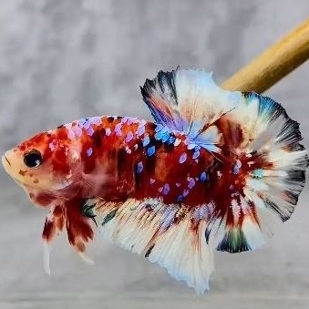 Red Barongsai Dewasa Male