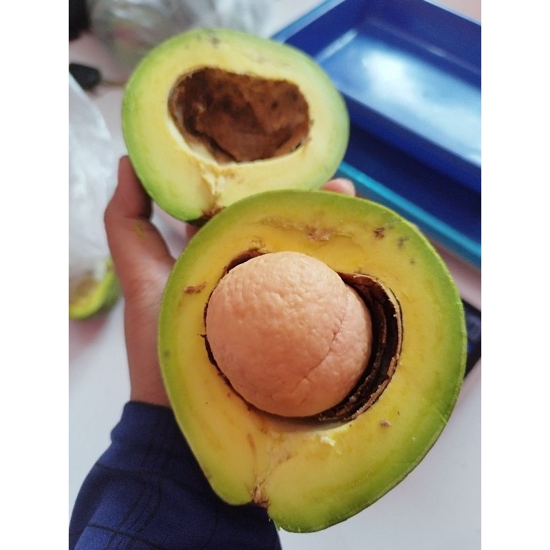 

Alpukat Jumbo 1kg 2,3,4
