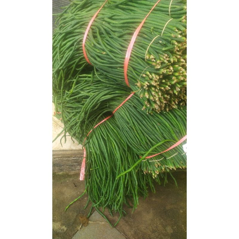 

kacang panjann fresh promo murah