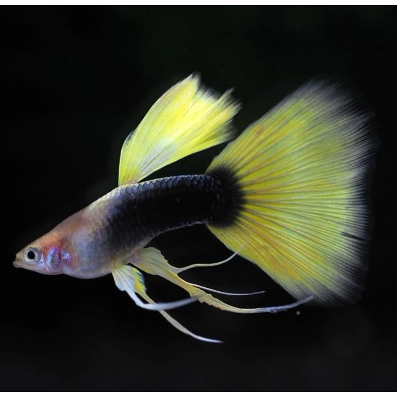 hiasan-aqurium-guppy-hb-pastel-yellow