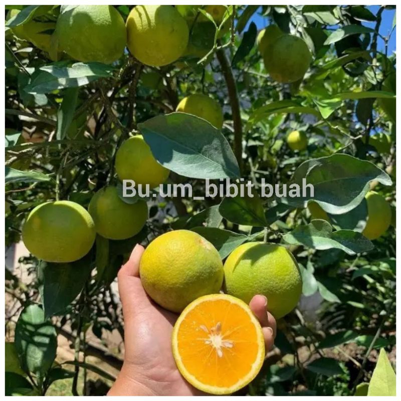 bibit tanaman jeruk baby java navel madu berbuah