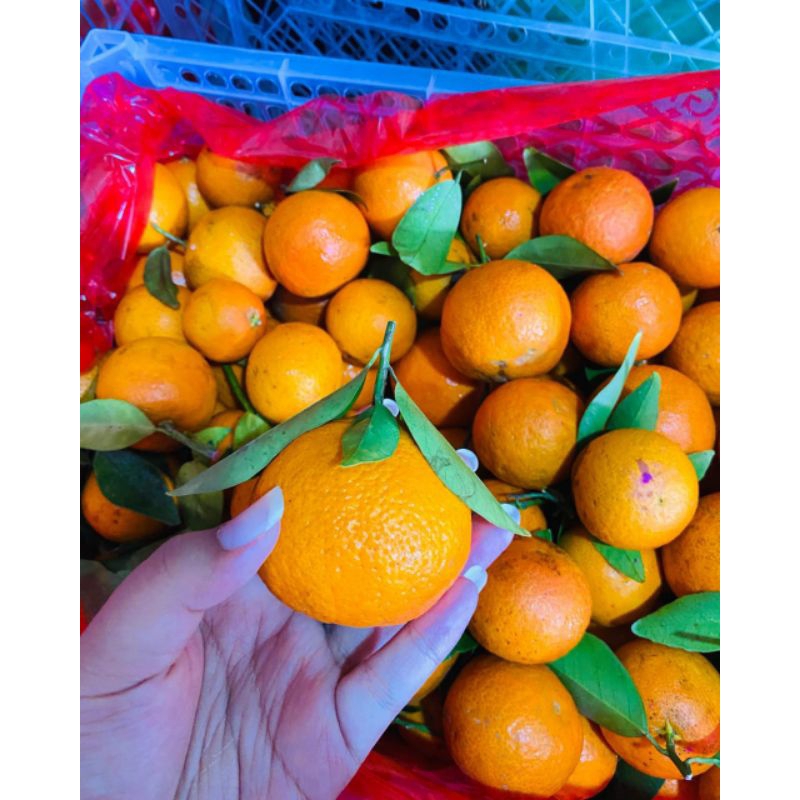 

1 KRAT JERUK SANTANG DAUN FRESH JUAL JERUK SANTANG GO-SEND MALANG MURAH GRATIS ONGKIR