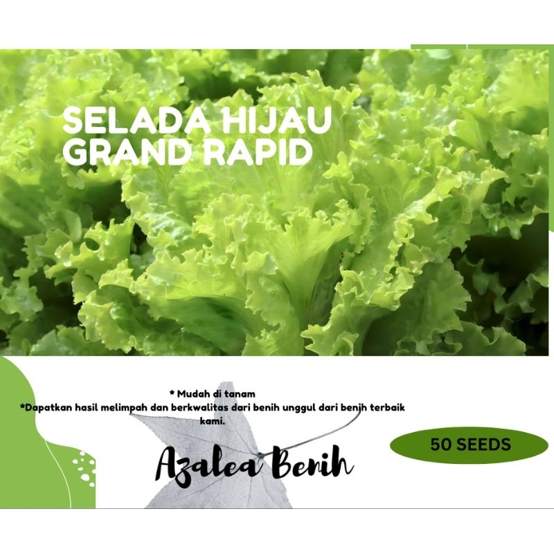 Benih Selada Hijau Grand Rapid