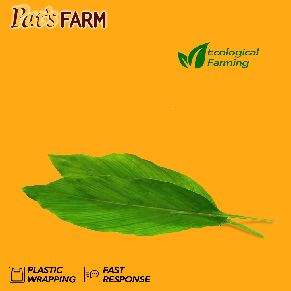 

Turmeric Leaves / Daun Kunyit