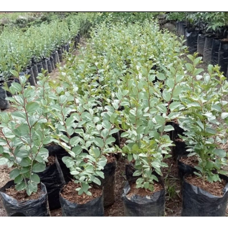 Tanaman Bidara Arab Asli Rimbun Tinggi 30cm Pohon Bidara Asli