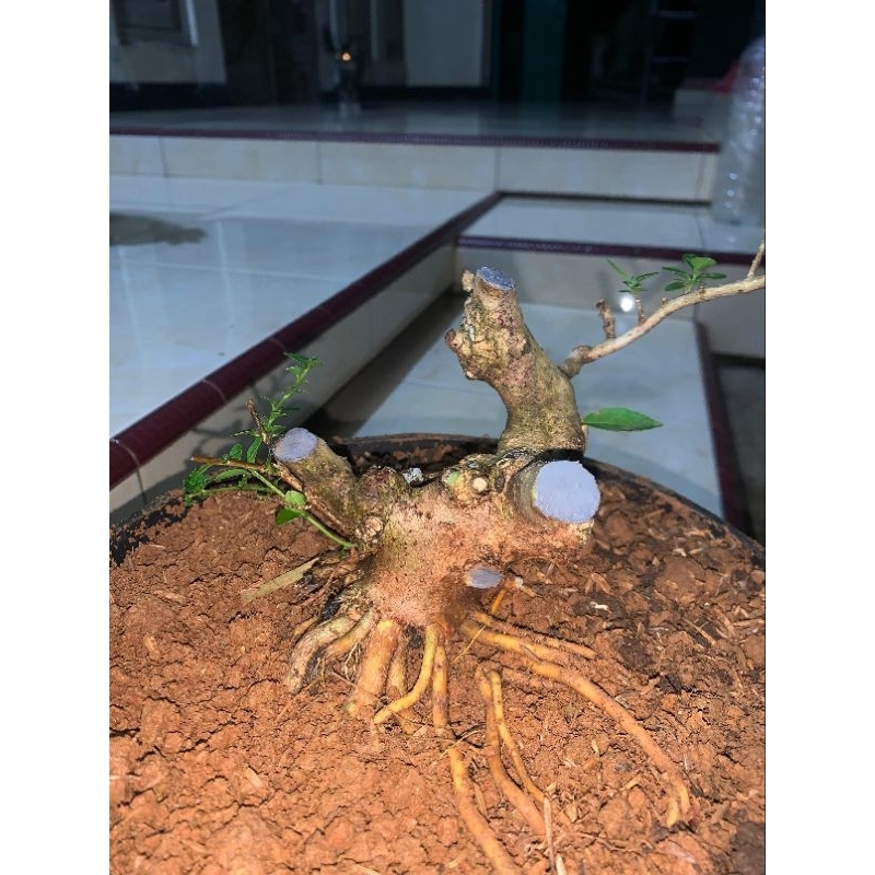 bahan bonsai sancang prokar