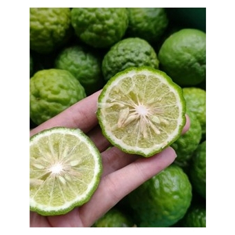 

Jeruk Purut / Kaffir Lime / Buah Jeruk / Lime / Jeruk Hijau Organik tanpa pestisida - 1 buah