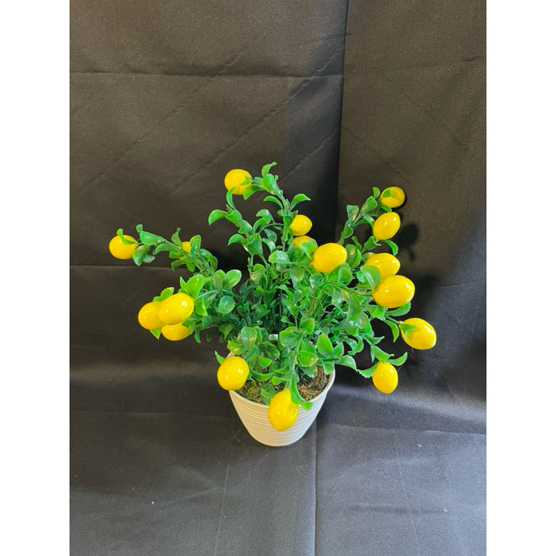 Tanaman hias pot buah plastik jeruk apel ceri tomat cabai