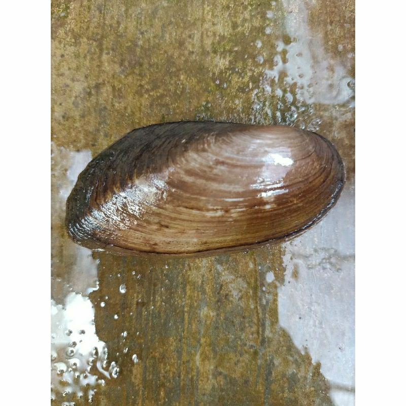 kerang sawah/kijing /toe air tawar 1 kg