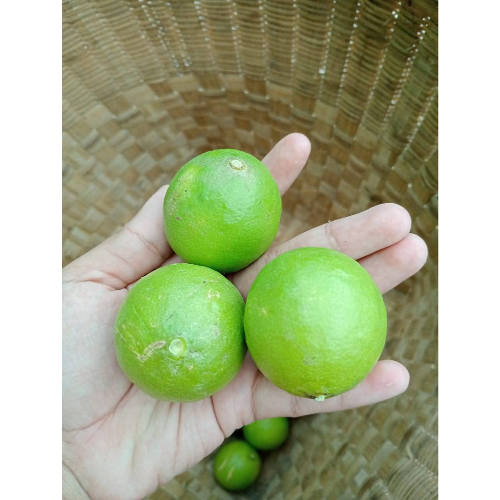 

JERUK NIPIS FRESH 1KG | JERUK NIPIS HIJAU SEGAR
