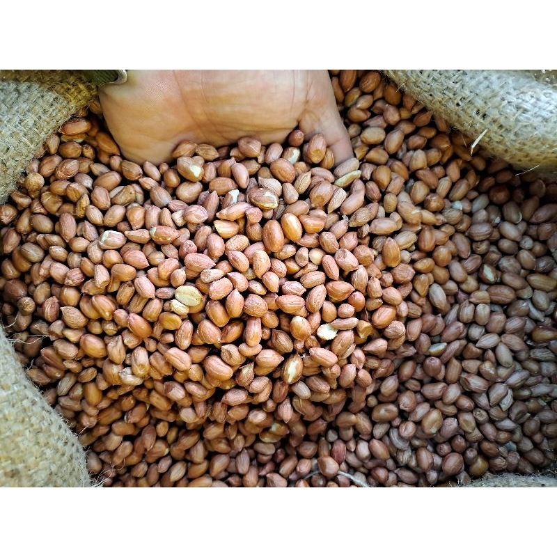 

Kacang tanah fresh idaman