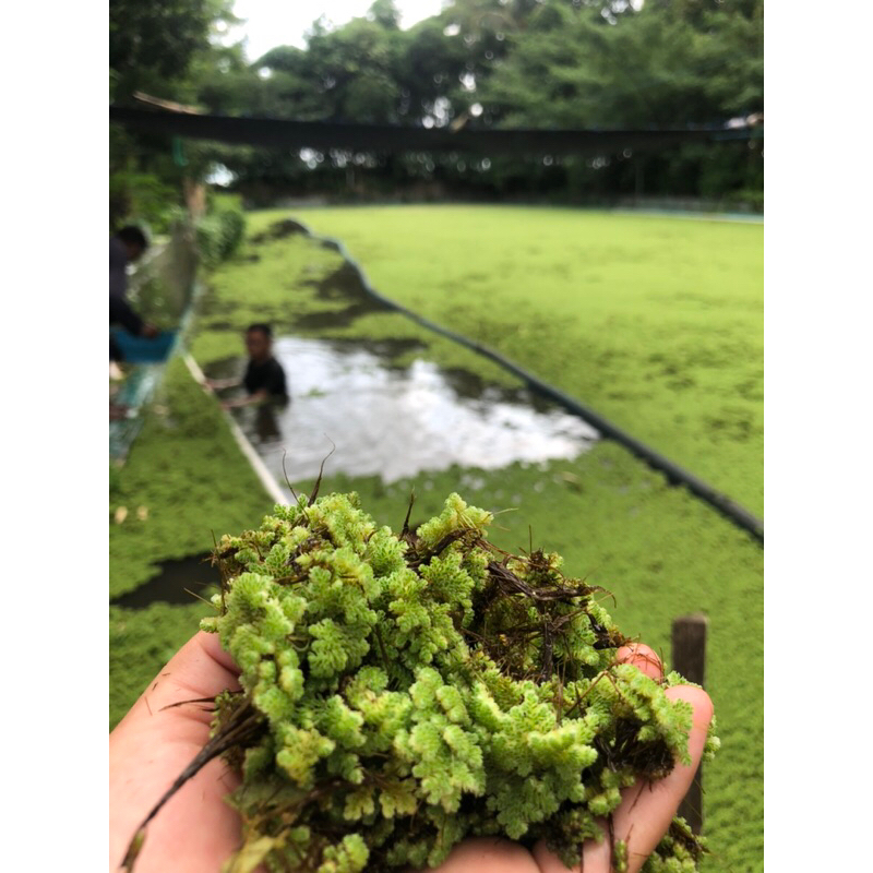 azolla 1 kg azola microphylla azolla tanaman air untuk ikan azolla bwi