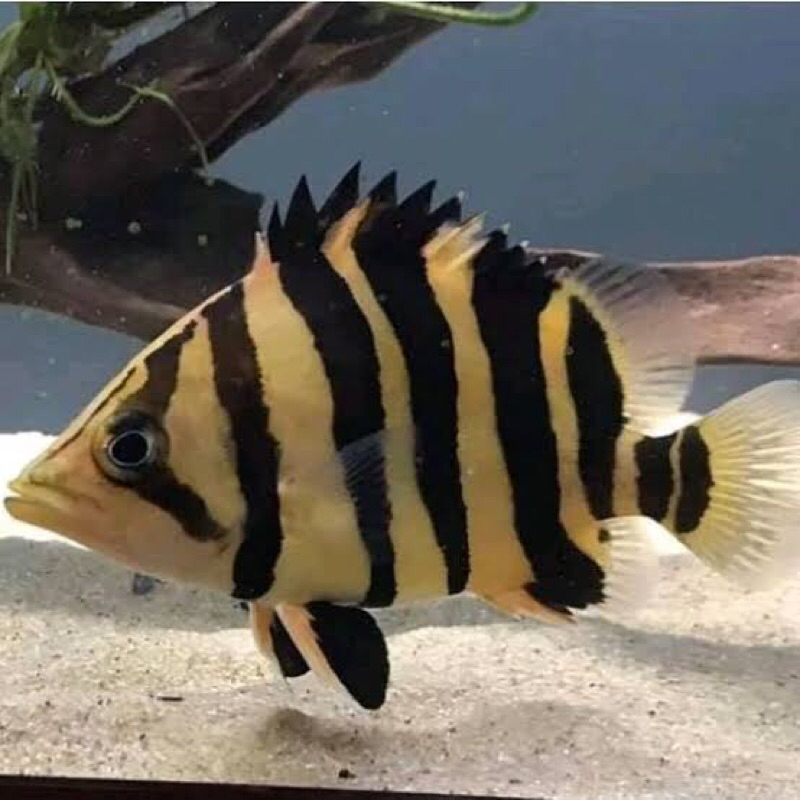 Hiasan aquarium datz borneo mix bar cepat besar