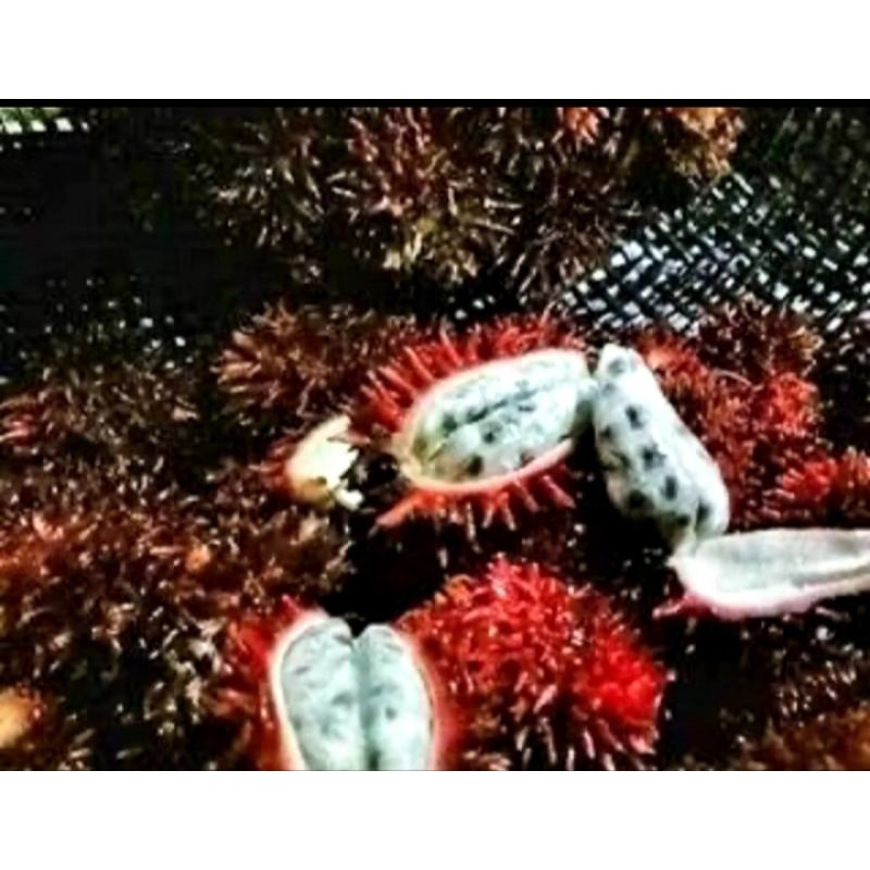 

Buah parahulu atau rambutan tanah segar 1kg petik langsung