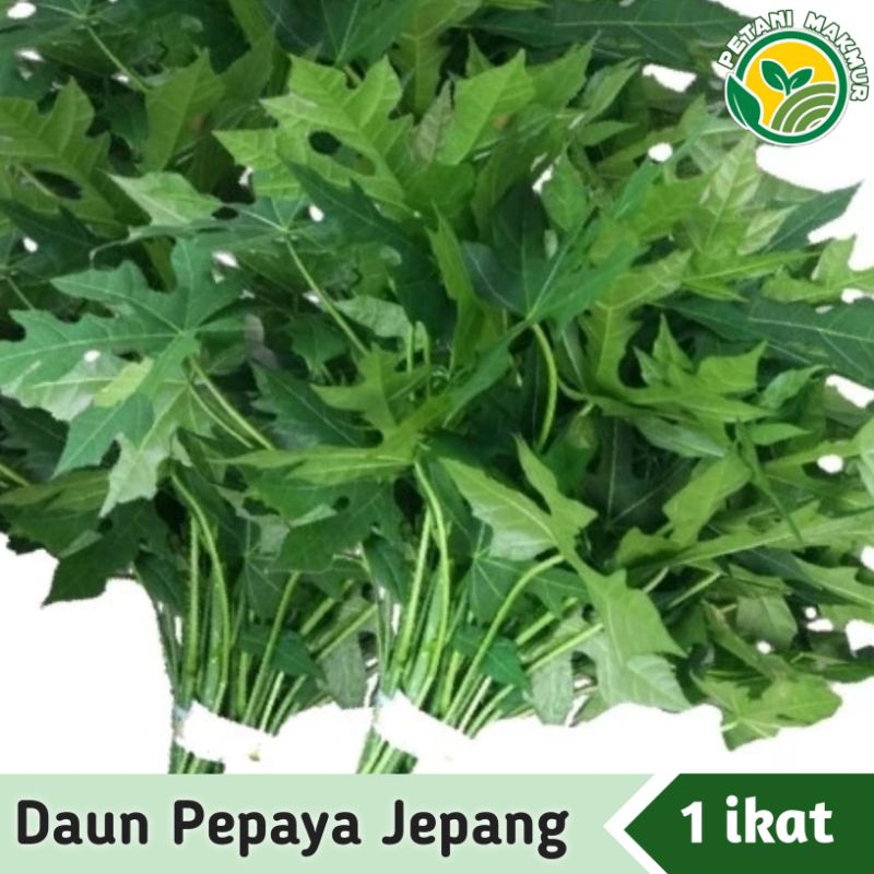 

Daun Pepaya Jepang Fresh 1 ikat Daun Chaya Daun Caya-caya / Daun Gedi